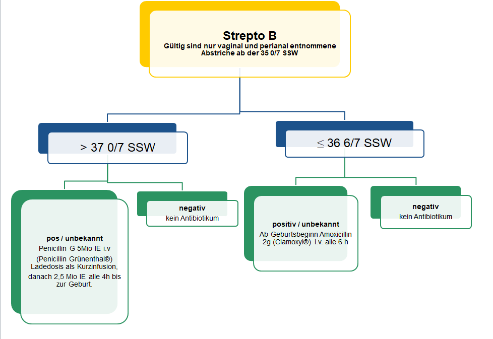 Streptokokken Der Gruppe B :: Obsgyn-Wiki